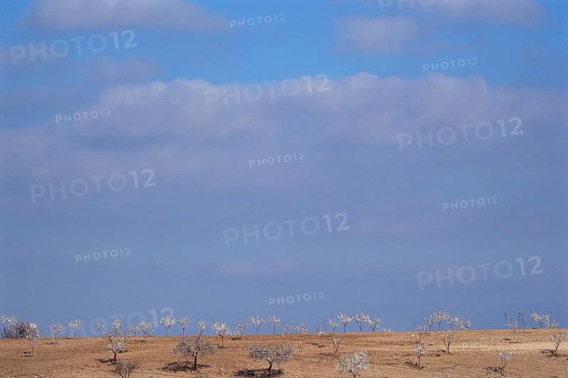 Heaven and earth with blooming white almond plantation