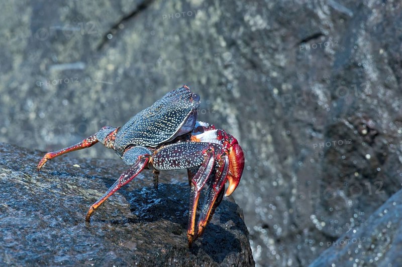 Red rock crab