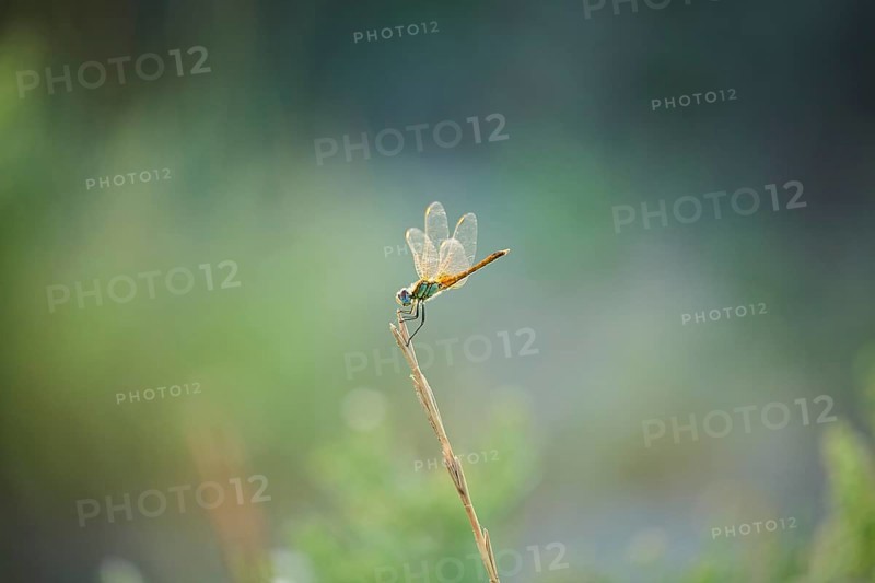 Red-veined darter