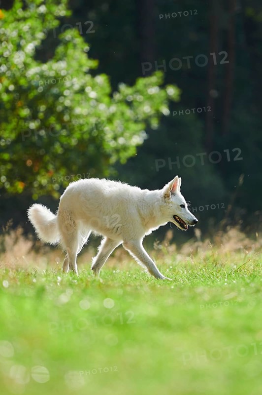 White Swiss Shepherd Dog