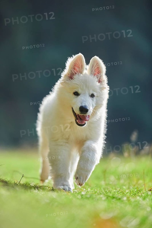 White Swiss Shepherd Dog