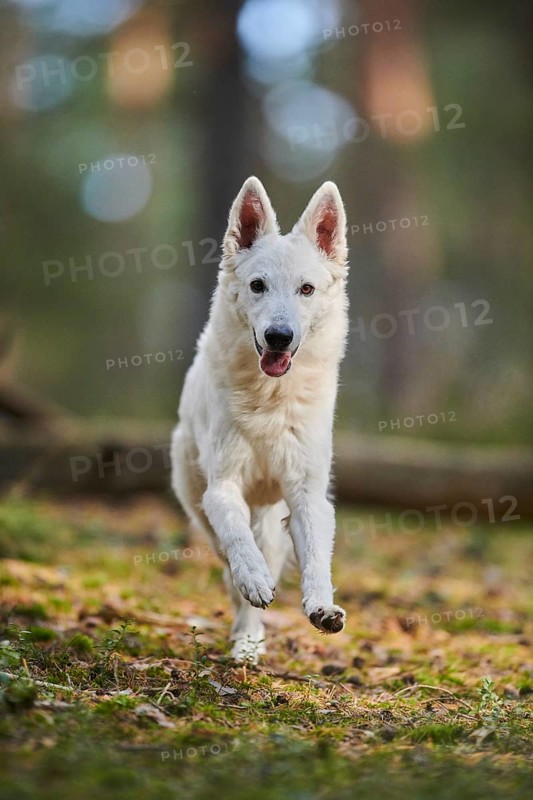 White Swiss Shepherd Dog