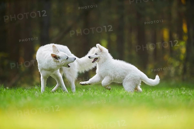 White Swiss Shepherd Dog