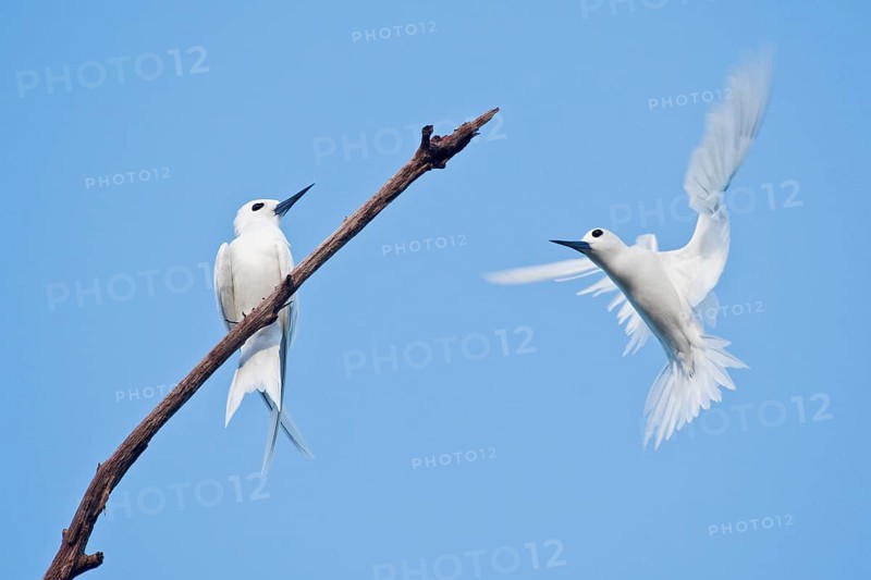 White terns