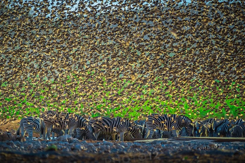 A mega flock of red-billed quelea