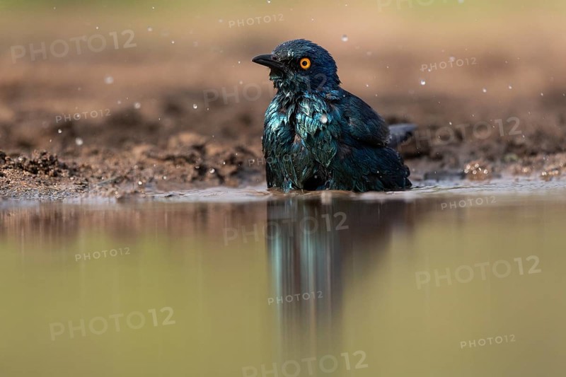 Cape starling