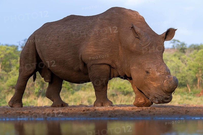 Southern white rhinoceros