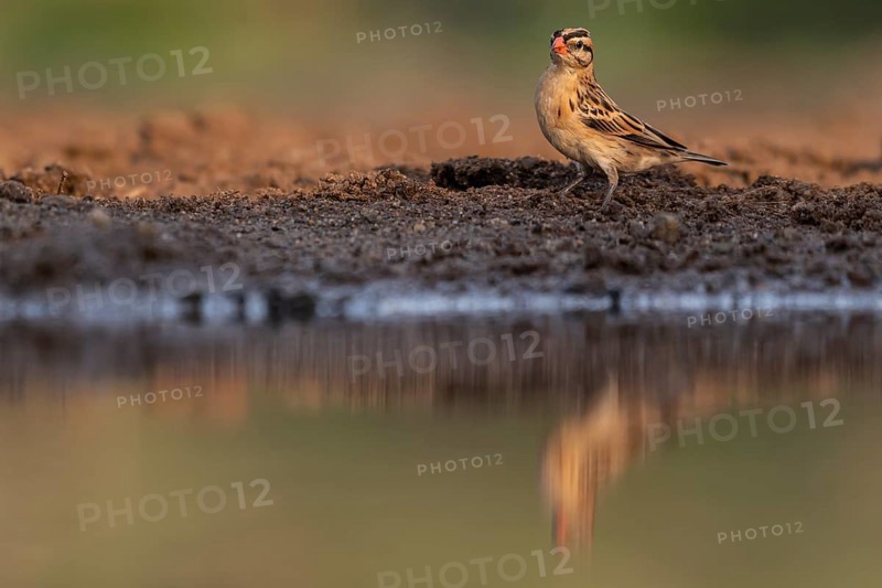 Bunting