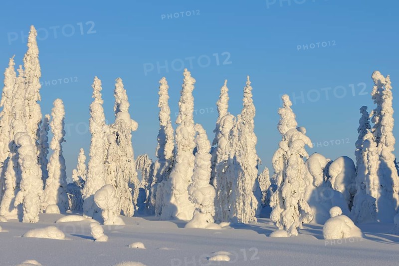 Snow covered winter landscape