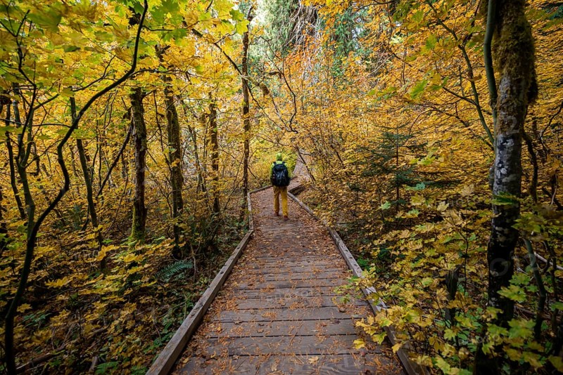 Hiker on logging trail in autumnal forest