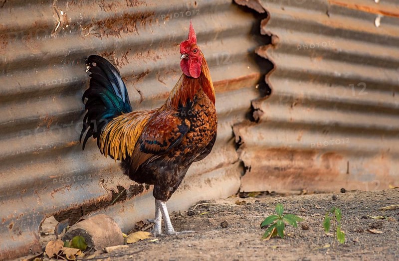 Beautiful rooster in the yard
