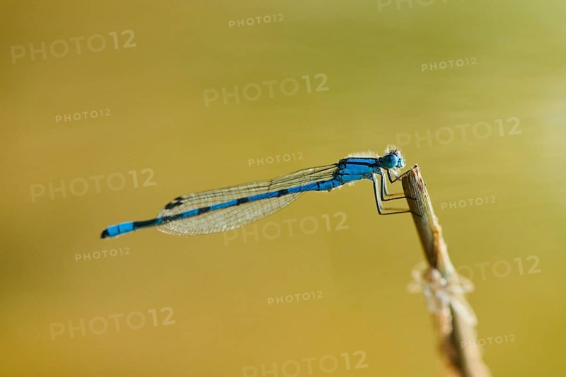 Azure damselfly