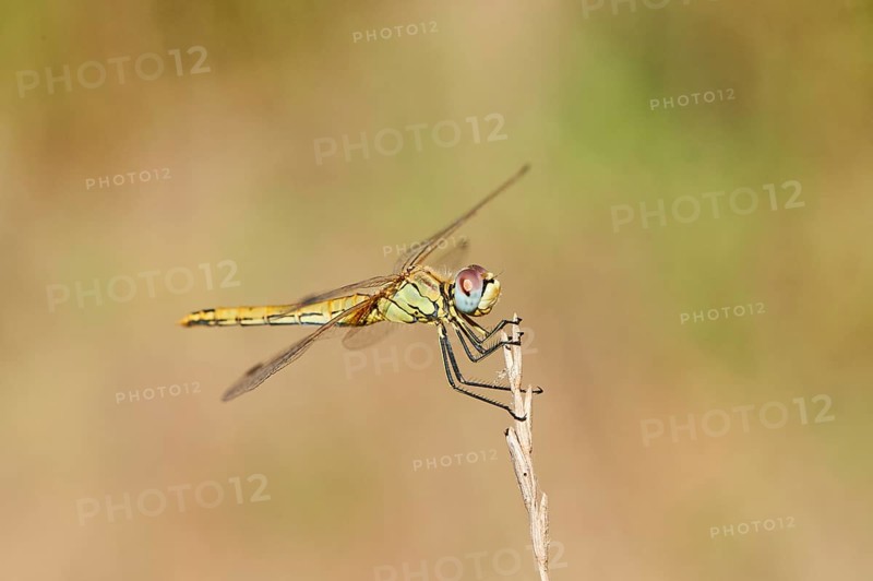 Red-veined darter