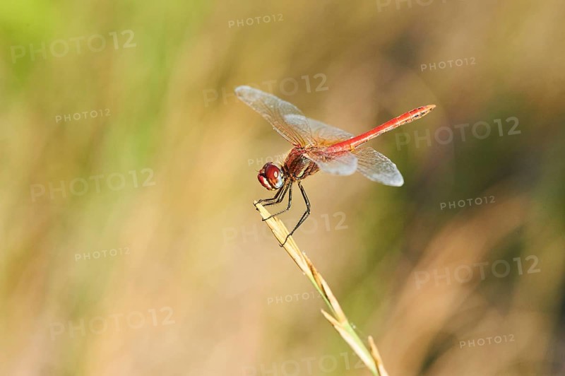 Red-veined darter