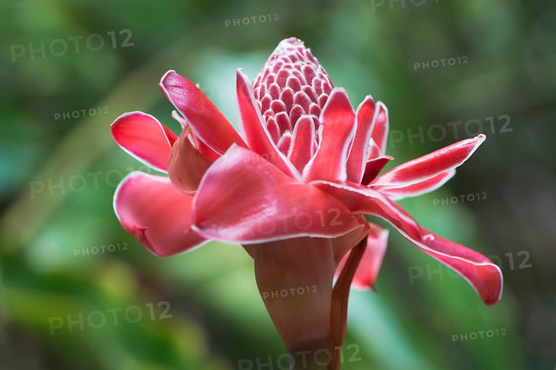 Torch ginger