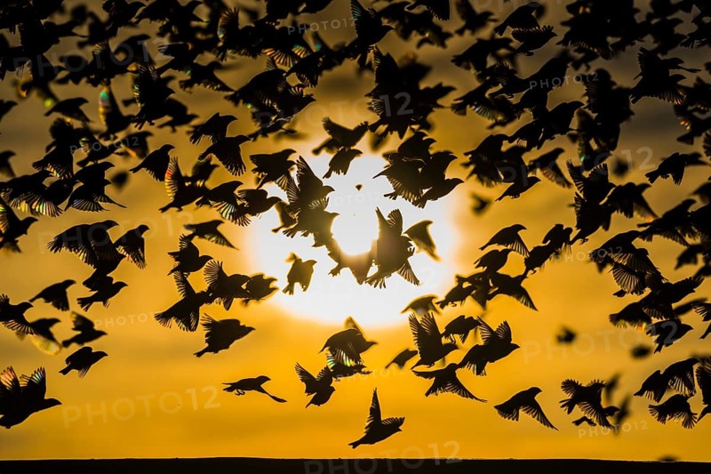 A mega flock of red-billed quelea