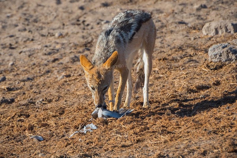 Black-backed jackal