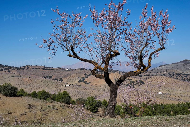 Single almond tree in blossom