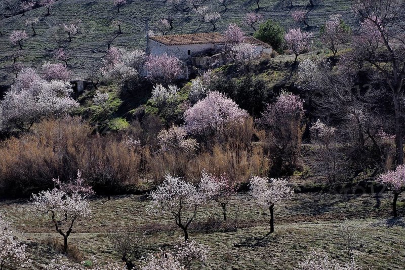 Several flowering almond trees in front of country house on mountainside