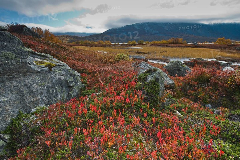 Bog bilberries