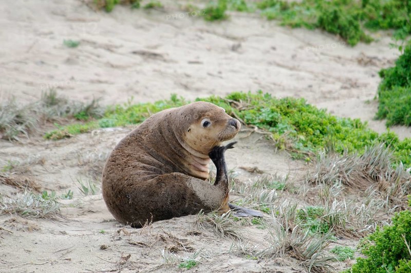 Australian sea lion