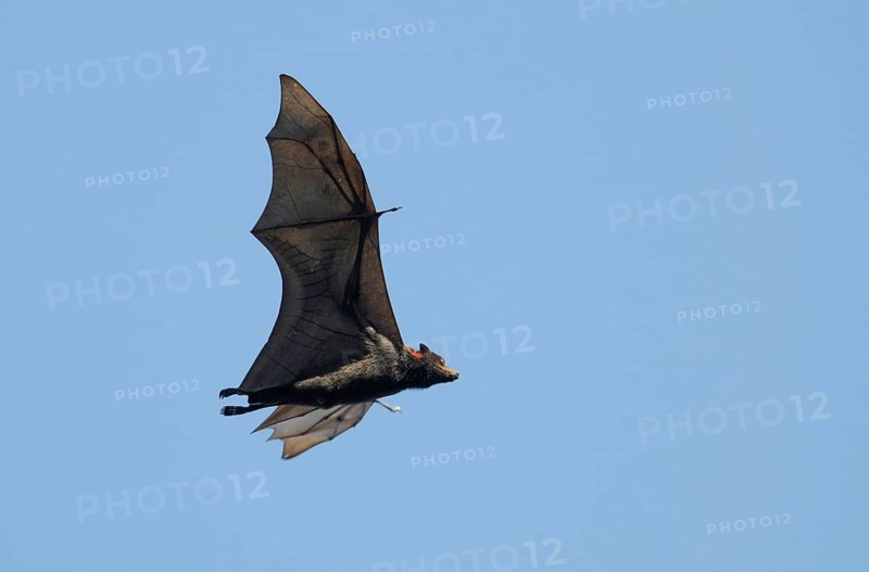 Grey-headed flying fox