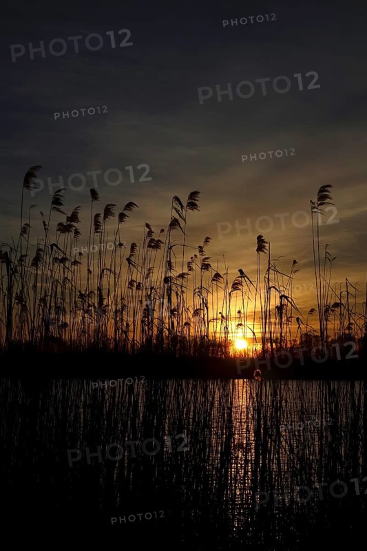 Reeds at sunset