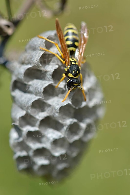 European paper wasp