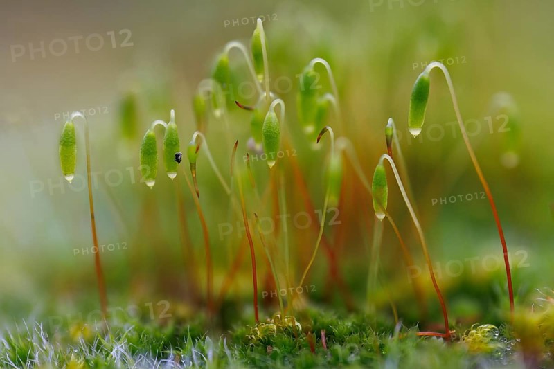Polytrichaceae