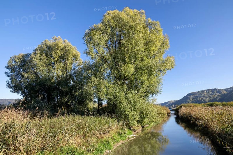 River and trees
