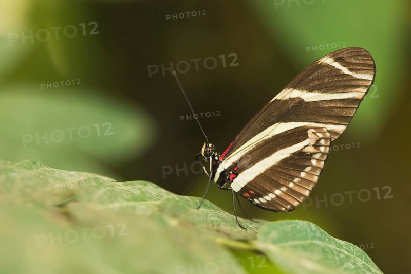 Postman butterfly