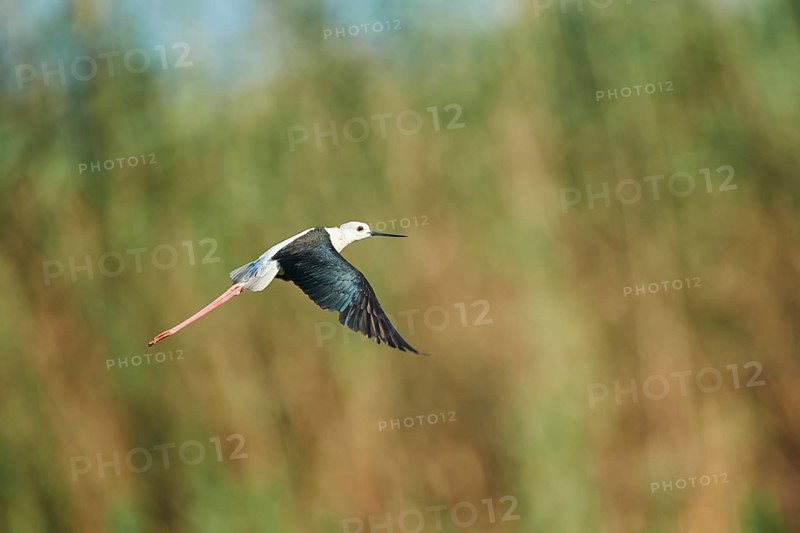 Black-winged stilt