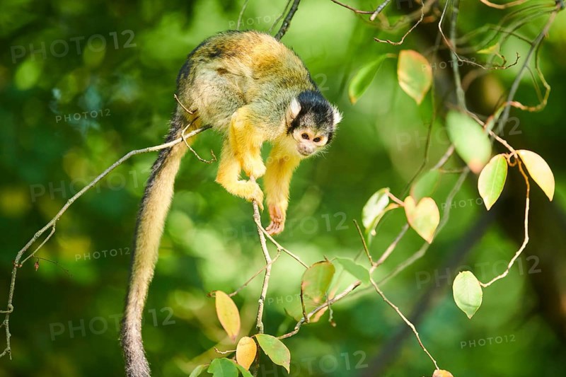 Common squirrel monkey