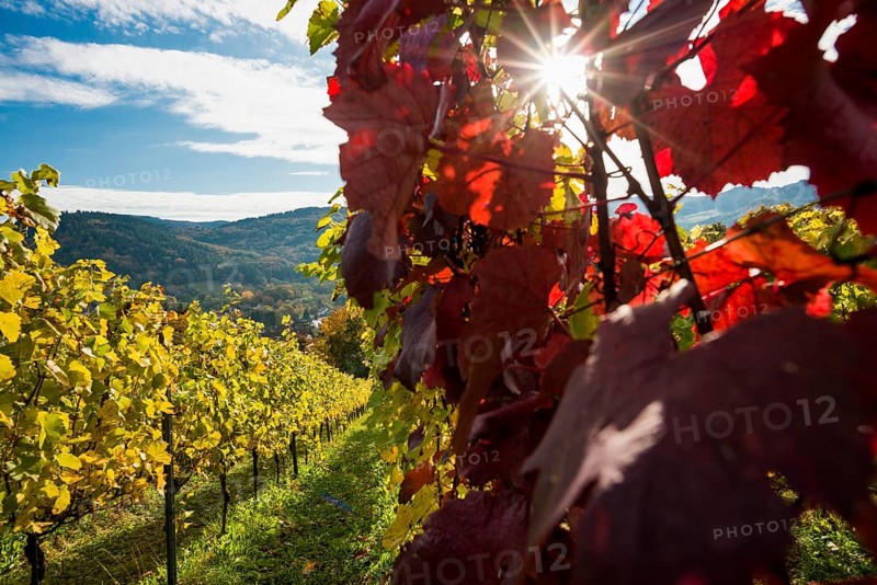Vineyard in autumn