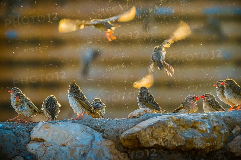 A mega flock of red-billed quelea