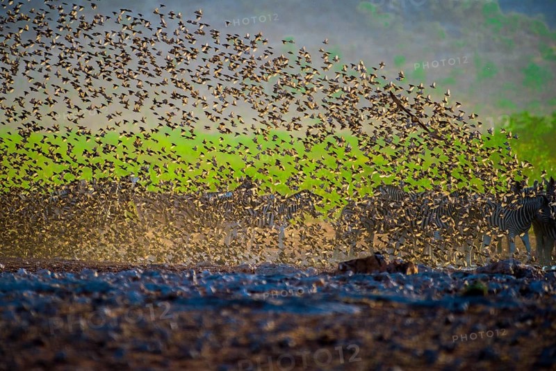 A mega flock of red-billed quelea