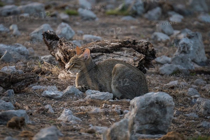 African wildcat