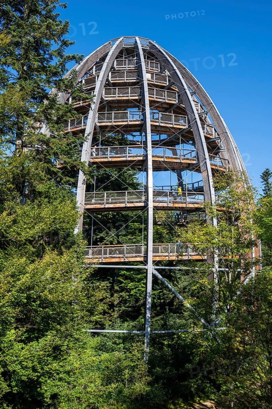 Treetop path