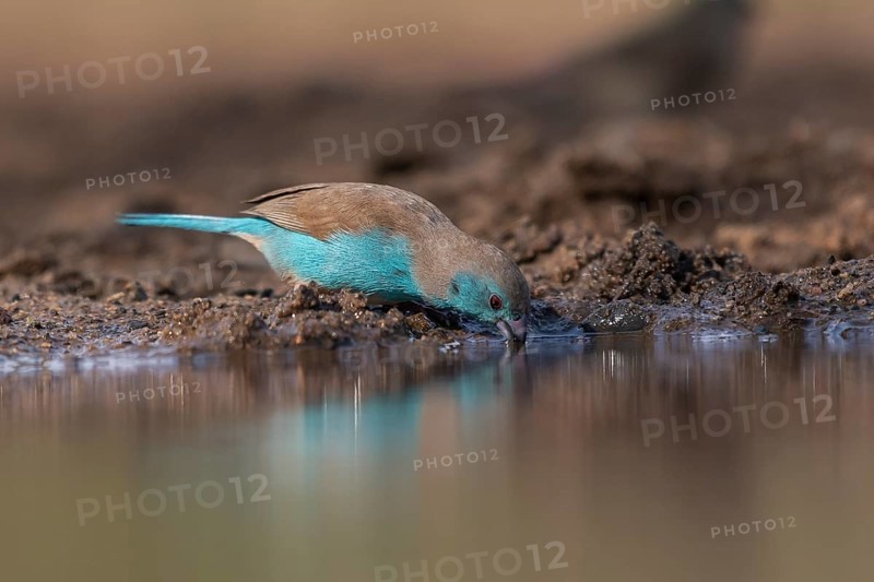 Blue waxbill