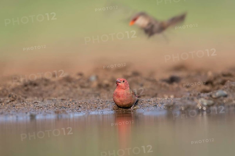 Red-billed firefinch