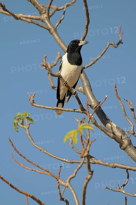 Australian magpie