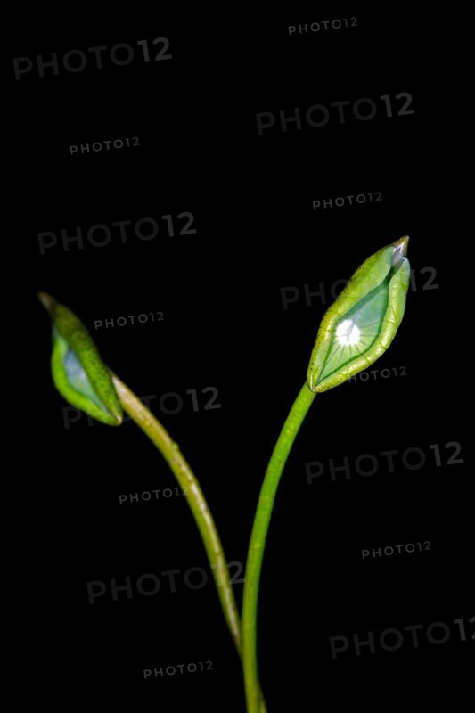 Two leaves of the Indian lotus