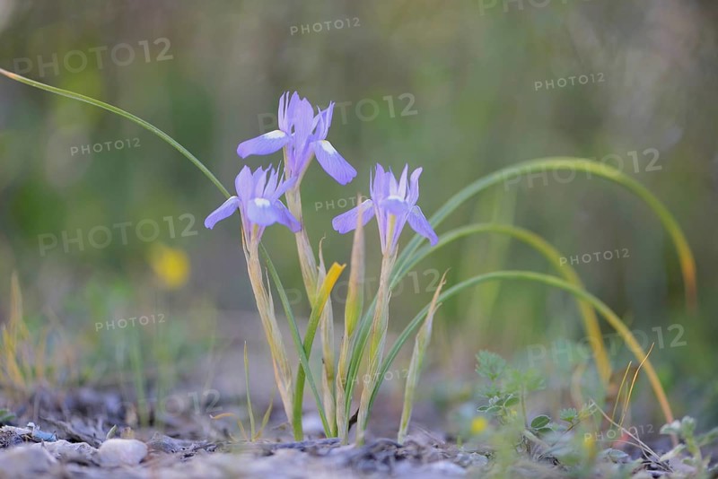 Moraea sisyrinchium