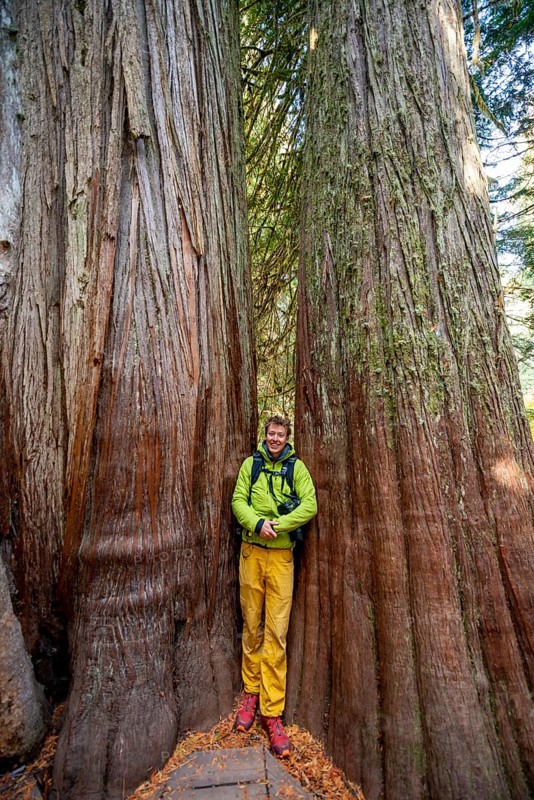 Hiker standing between two thick western red cedar