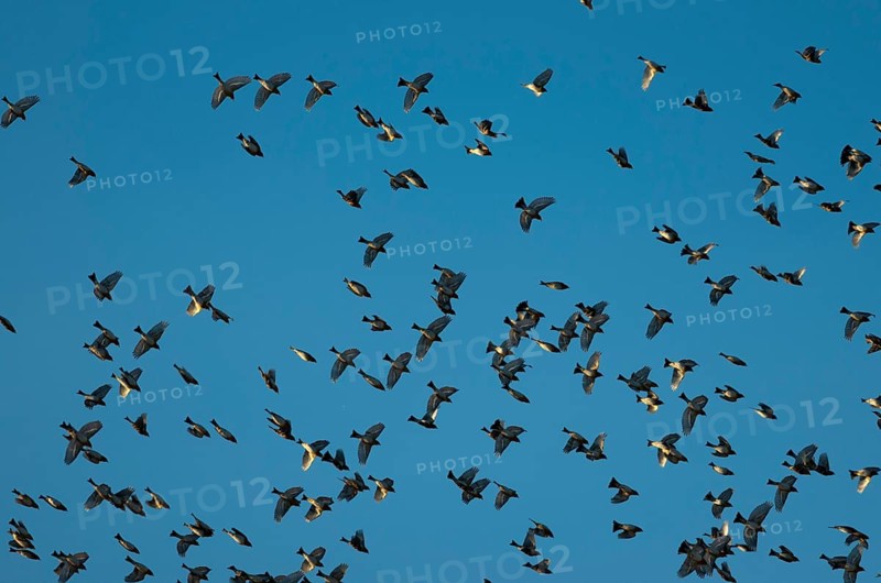 Brambling