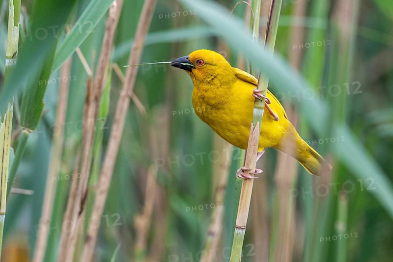 Eastern golden weaver