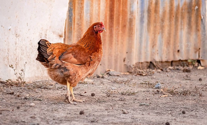 Domestic hen