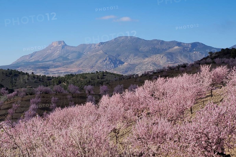Landscape with blossoming almond plantation and mountain La Muela
