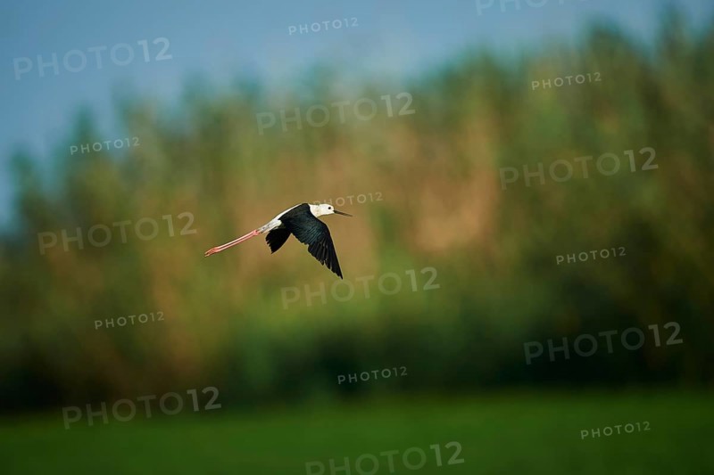 Black-winged stilt