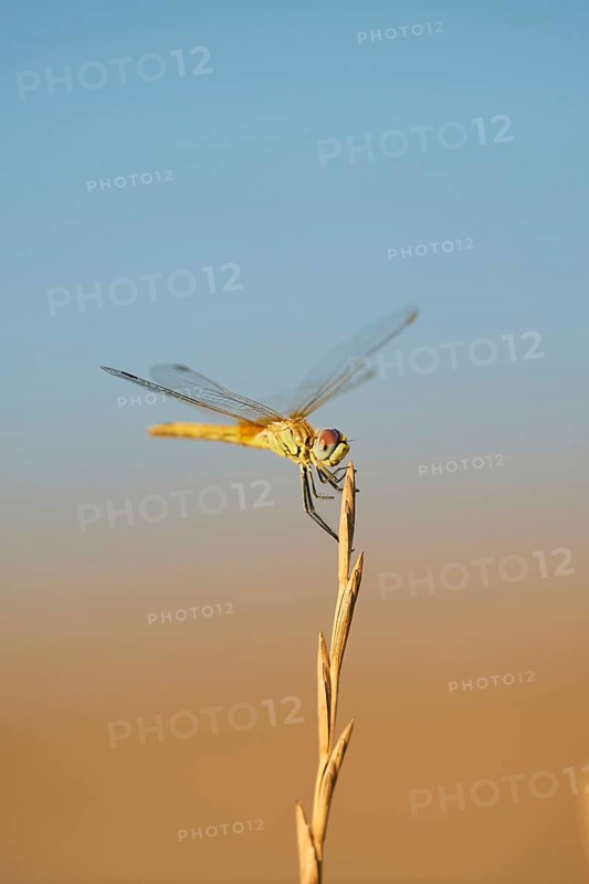 Red-veined darter